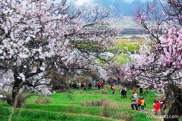 去林芝旅游什么時(shí)候好