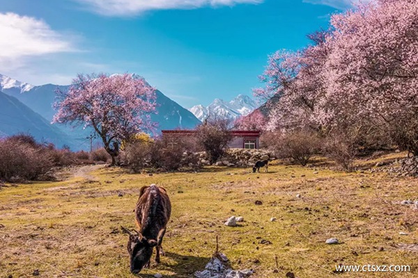 林芝的桃花什么時(shí)間開(kāi)得好